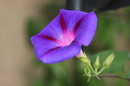 Ipomoea Tricolor